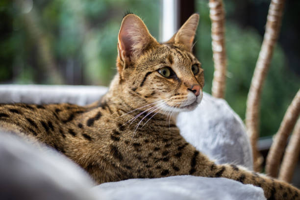 cat rescue photo