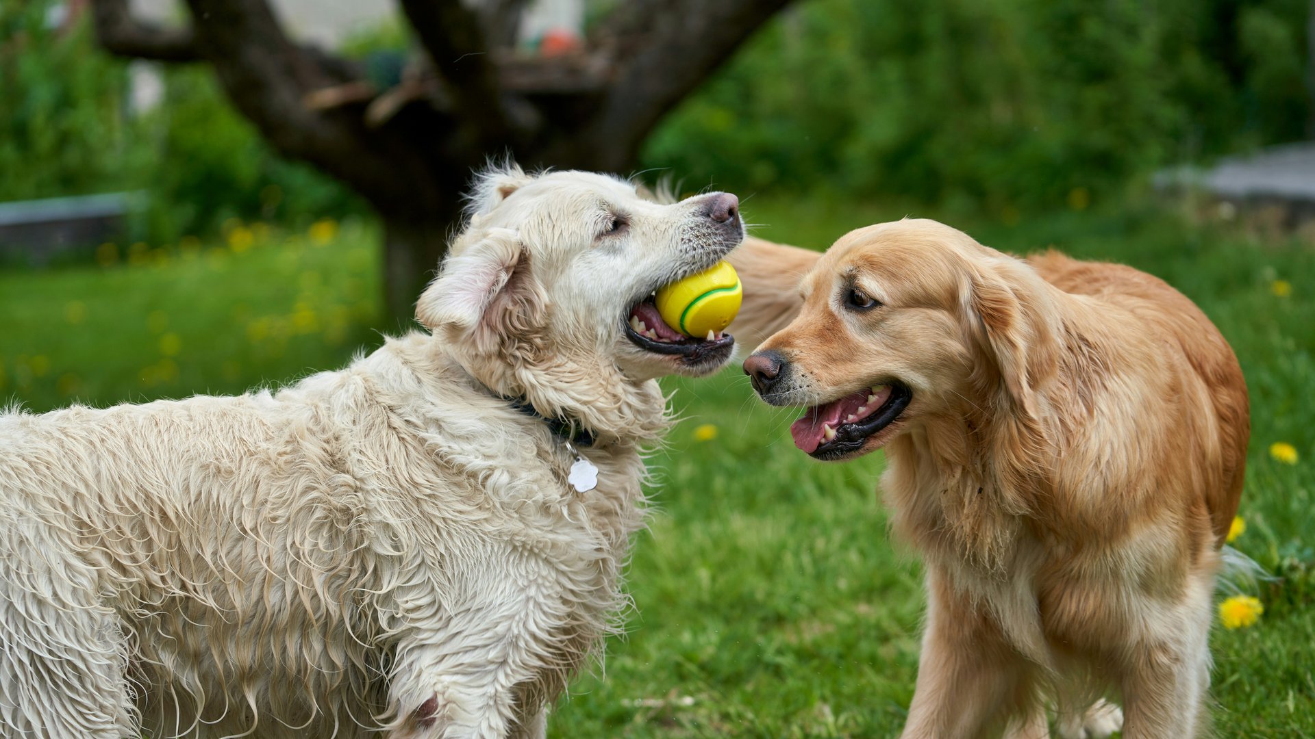 Dogs playing in yard